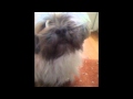 R.I.P poppy XXX my well loved pooch