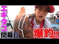 【エギタコ釣り】竿頭‼︎6/1東京湾マダコ解禁！爆釣仕掛け公開‼︎【長崎屋】噂のアイテムも使う【タコ釣りボール】【フラッシュブーストタコマスター】