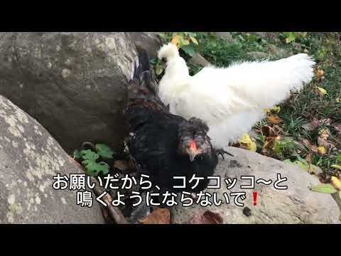 雨の日の烏骨鶏軍団