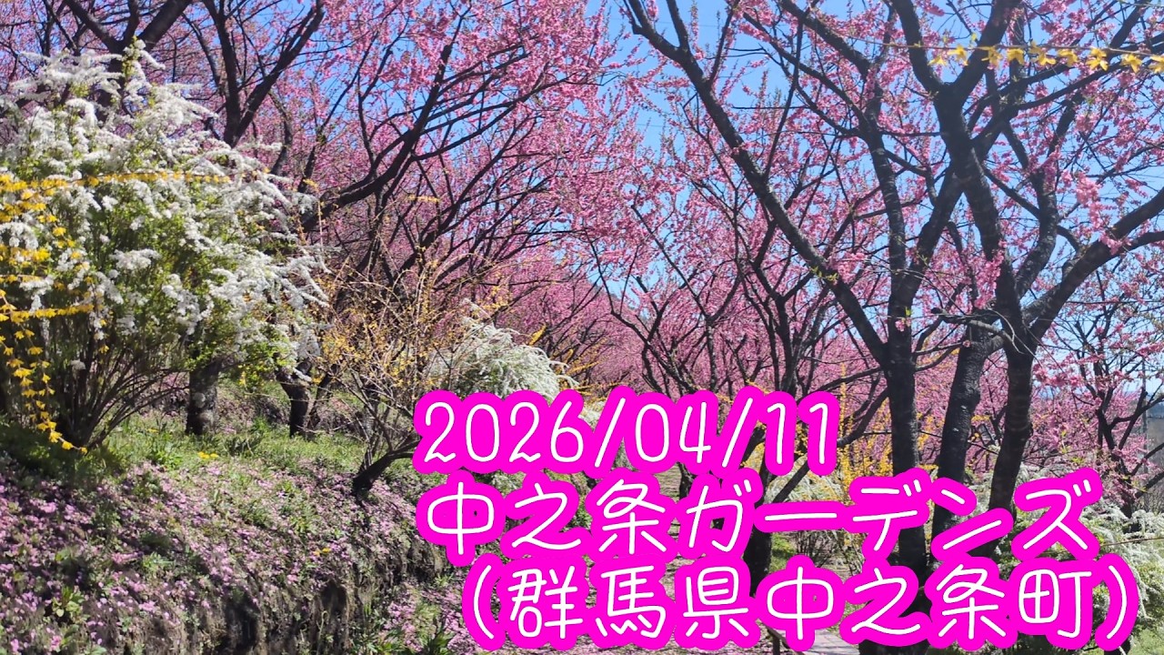 2026/04/11 中之条ガーデンズ花桃の丘と満開の桜（群馬県中之条町