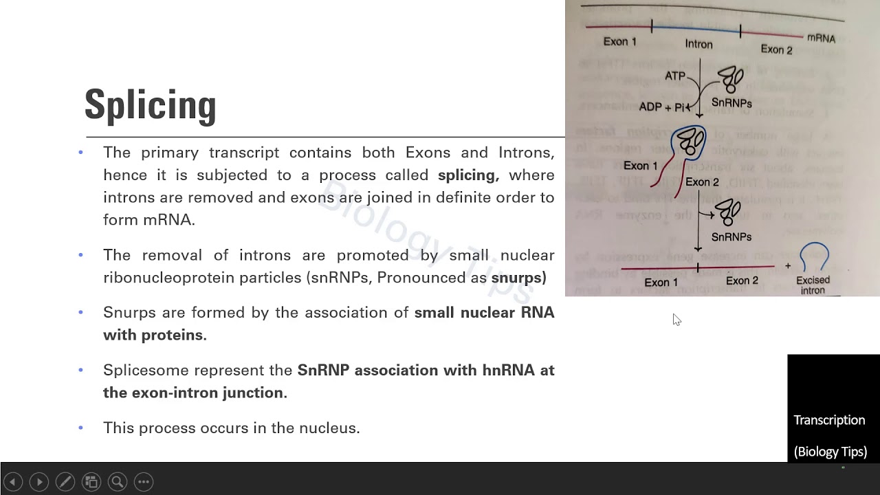 Biology tips 02 Exons and Introns