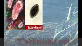 Water Treatment Basics Session Ii - Technical Learning College Continuing Education Ceu