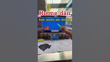 Hướng dẫn nuôi ranchu sao cho đẹp #goldfish #guppy #G2farm