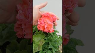 ТОП 3 оранжево-персиковые оттенки #пеларгония  #pelargonium #flowers #цветы TOP 3