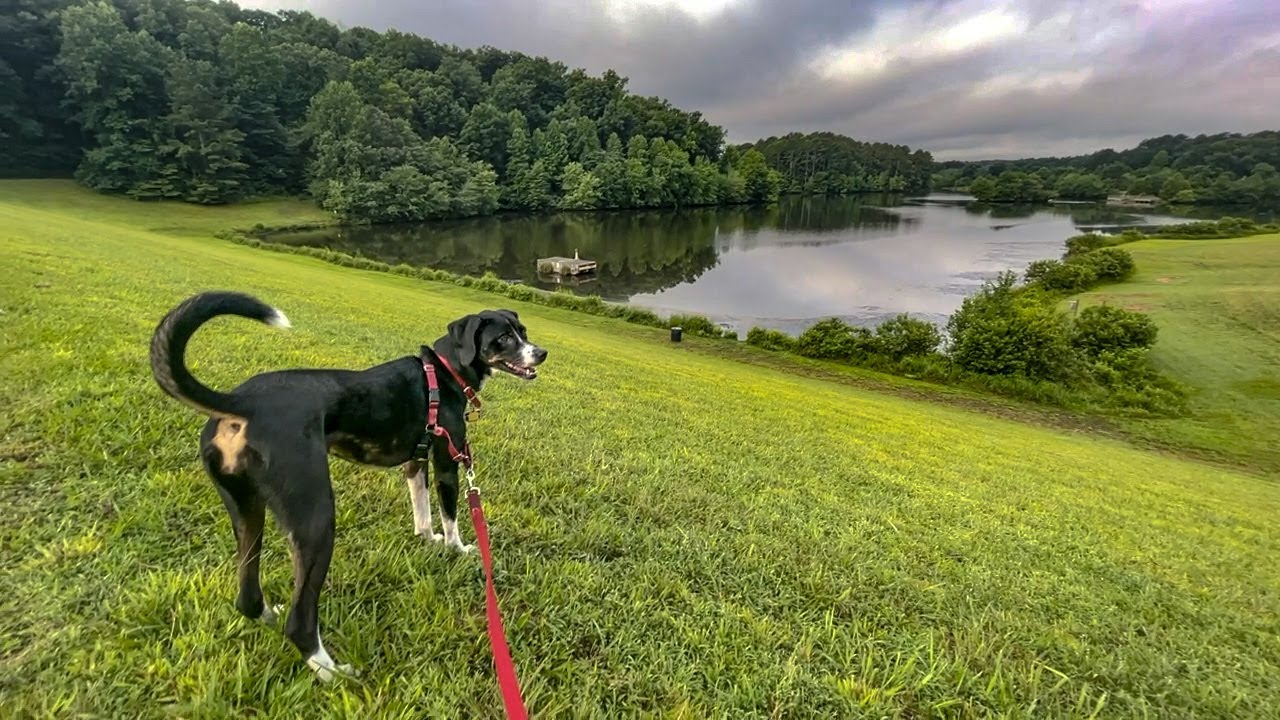 E06 Hiking Little Mulberry Park’s Lake Loop with my Dog in Metro Atlanta YouTube