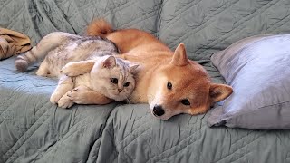 Issue 22: Cat sleeps with Shiba Inu Dog friend ('enough') by Sultan and Cairo 6,722 views 3 years ago 1 minute, 7 seconds