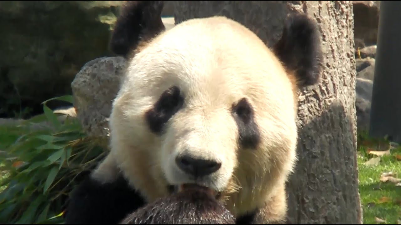 アドベンチャーワールド パンダ (2014.4.10)