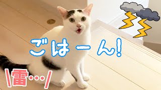 雷が鳴ってても食欲が勝ってしまう猫チロさん