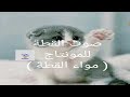 صوت القطة للمونتاج مواء القطة Cat Sound For Montage Caterwaul 