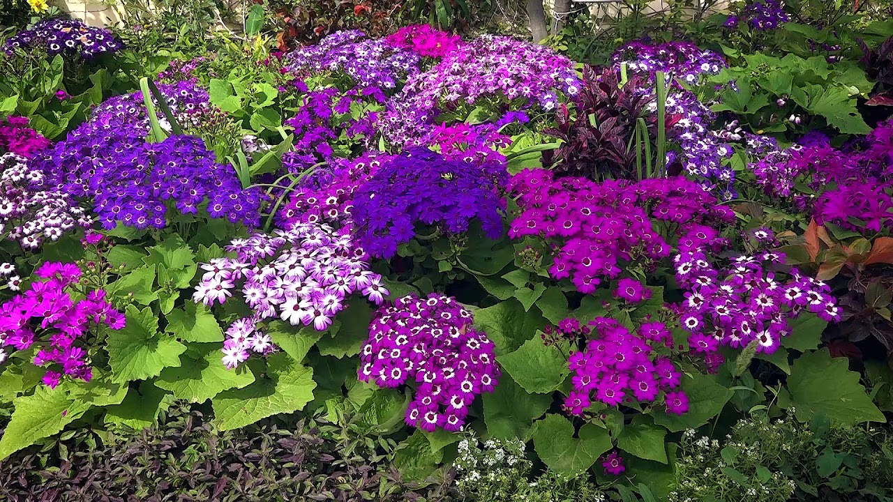 أهم الأزهار الحولية والأشجار المثمرة لتغذية النحل