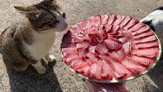 大盛りの刺身を猫にあげた時の反応がヤバかったww