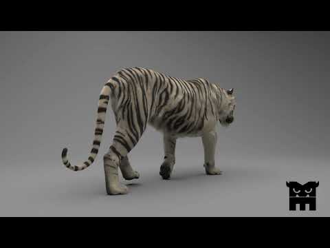 Tiger Walk Cycle Render