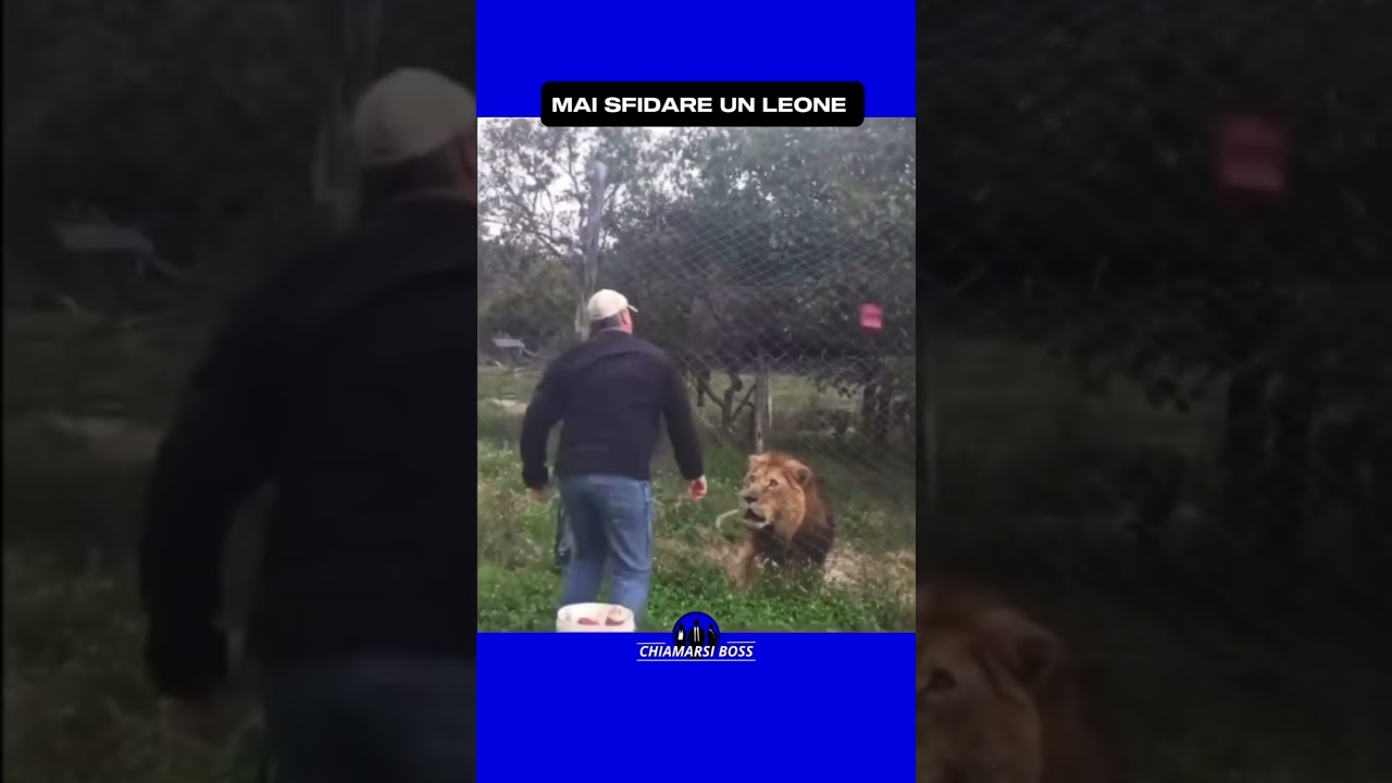 Uomo sbranato dal leone 🫣😳🦁 