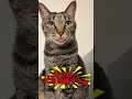 我が家の「姫」と呼ばれた猫の、あまりに衝撃的な正体ww #shorts #ギャップ萌え