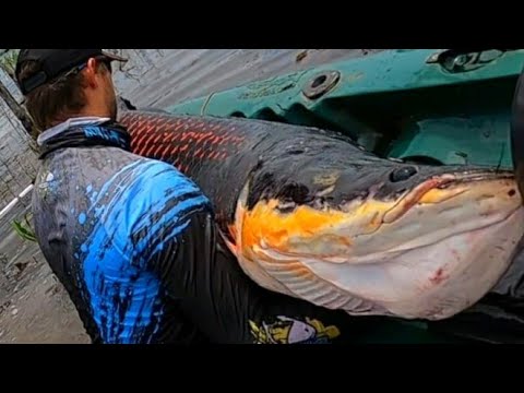 Vídeo: Um Peixe Incomum Foi Pescado Em Saratov - Visão Alternativa