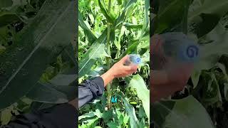 Mısırlara Neden Şi̇şe Taktılar