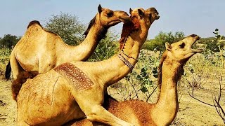 Camel group mating |تزاوج الجمل مع اثنين من الجمال| Camel love sharing time |Camel meet up love