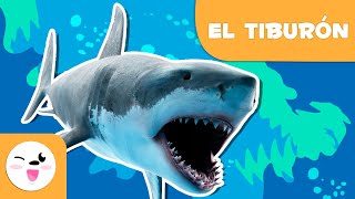 El tiburón 🦈 Animales para niños 🌊 Episodio 8