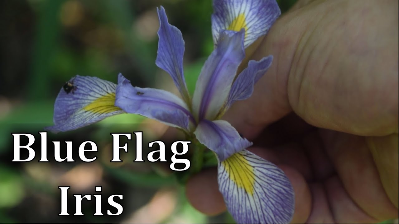 How To Identify Blue Flag Iris Poisonous Plant YouTube How To Identify Blue Flag Iris Poisonous Plant YouTube