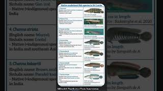 Endemic Snakeheads In Srilanka channa snakehead aquarium