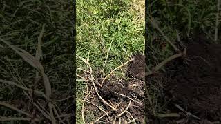 Pulling crab grass roots!