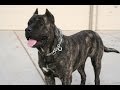 Dogo Canario (Perro de Presa Canario) / Raza de Perro の動画、YouTube動画。