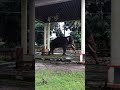 🐘 A "temple" elephant in Kerala India.