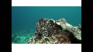 Andaman Sea 4