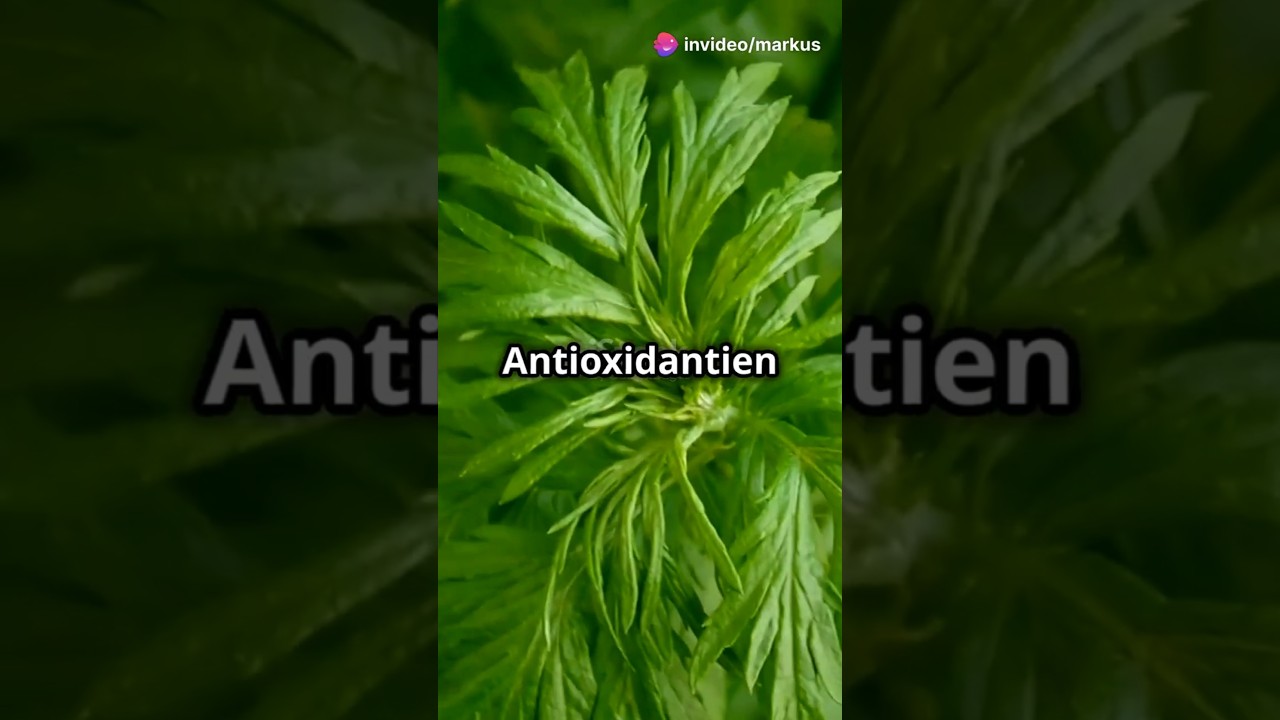 Stärkung des Immunsystems mit Artemisa Annua 