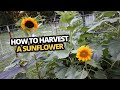 How to Harvest a sunflower and use the whole plant   Root to seeds