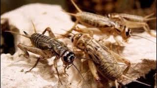 Suara pemanggil Jangkrik/ jengkerik