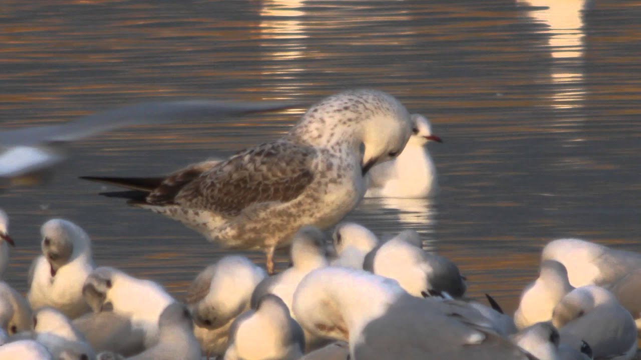 1st winter Caspian Gull, Lingham Lake, Nosterfield, N Yorks 19-2-14