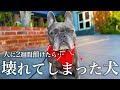 愛犬を人に2週間預けたのです【日本一時帰国から驚きの再会】