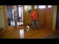 Clicker Training Part 2: Teach Your Puppy To Sit - Upland Bird Dog Training Clicker Training Part 2: Teach Your Puppy To Sit - Upland Bird Dog Training
