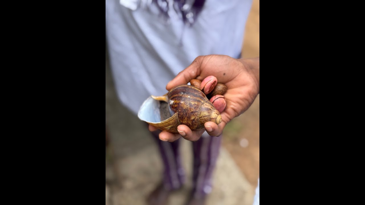 AskIfaOracle is live!