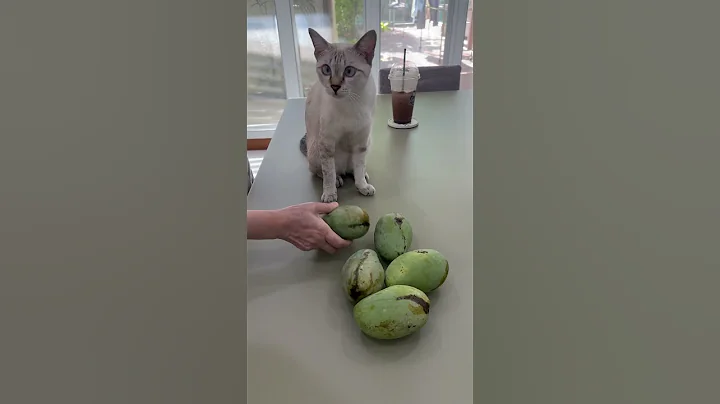 Watch the video about Cute Thai cat & Thai mango 🥭 #mango