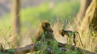 African Wildlife   Mana Pools National Park, Zimbabwe, Africa 4K