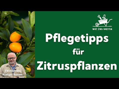 Video: Was ist ein Limequat - Informationen darüber, wie man einen Limequat-Baum züchtet