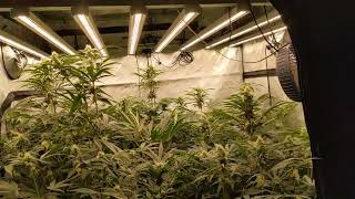 Spider Farmer's New Years Grow #5