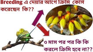 পাখিকে কোন ওষুধ দিয়ে কৃমি কোর্স করাবো??Breeding  course for #budgies # Love Birds (part -02)