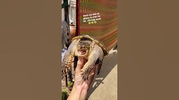 Rùa Floxcom sau 1 khoản thời gian ăn như hạm , giờ mình cho nhịn đói luôn 🤣🤣