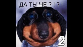 dawg полумемный #2