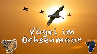 Vogelparadies Ochsenmoor - Naturerlebnis Dümmer See im Morgengrauen