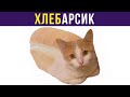 Приколы с котами. ХЛЕБАРСИК | Мемозг #266