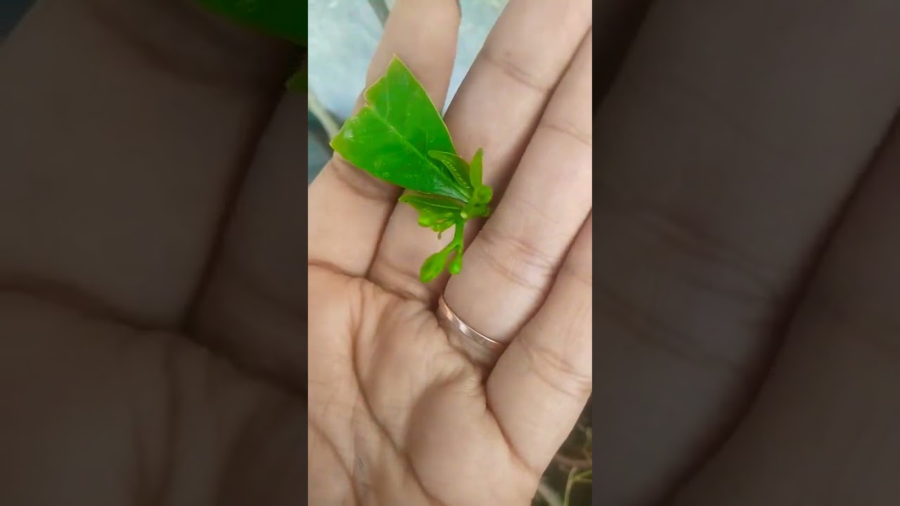 chandini plant | Chota Chandi Plant Kab Flowering Krta Hai | white flower plant 