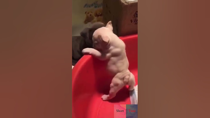 Köpekler Birbirine Alışıyor