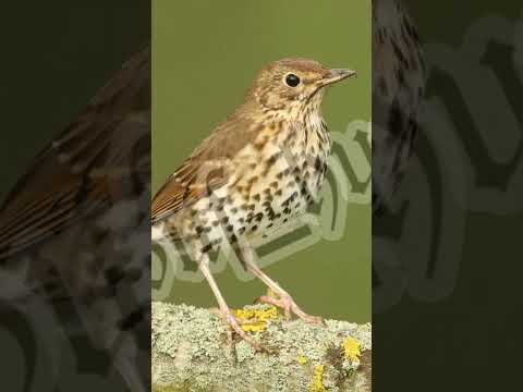 Song Thrush #huntingseason