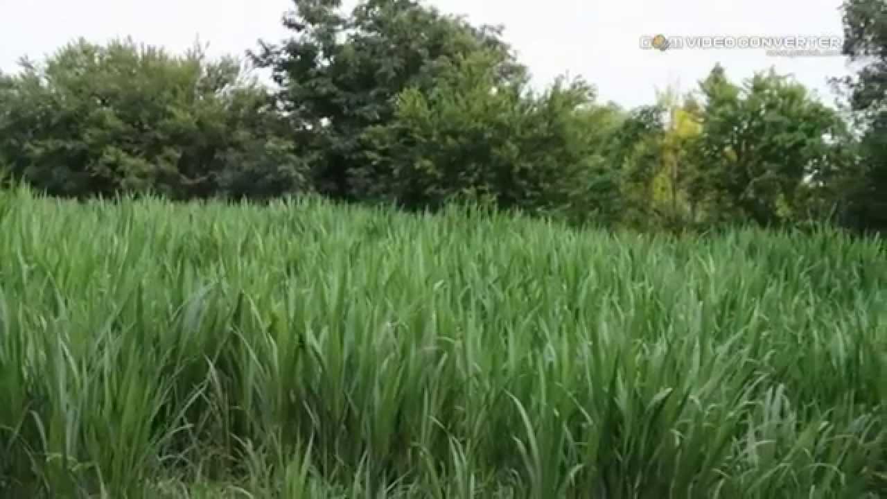 หญ้าราษฎร์มงคล(สายพันธุ์นรก) www.cowboy.in.th - YouTube