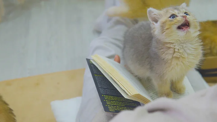 Video 4319661: colour british, british hair, kittens meowing cute, lion