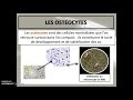 Cours 33 - Le tissu osseux